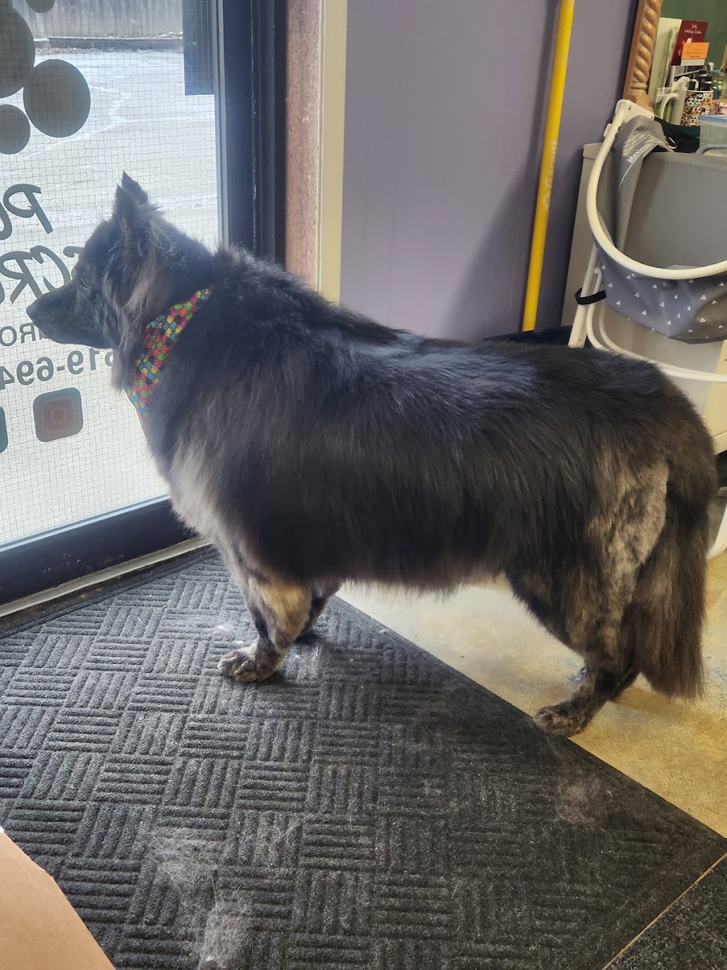 Pup Scrubs | 257 Talbot Street Rear, St Thomas, ON N5P 1B3, Canada | Phone: (519) 694-8827