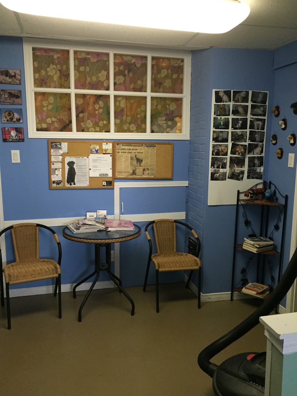 AT BEAUTY SALON DOG AND CAT | 1735 Av. de la Famille, Québec, QC G2G 1M2, Canada | Phone: (418) 877-5171