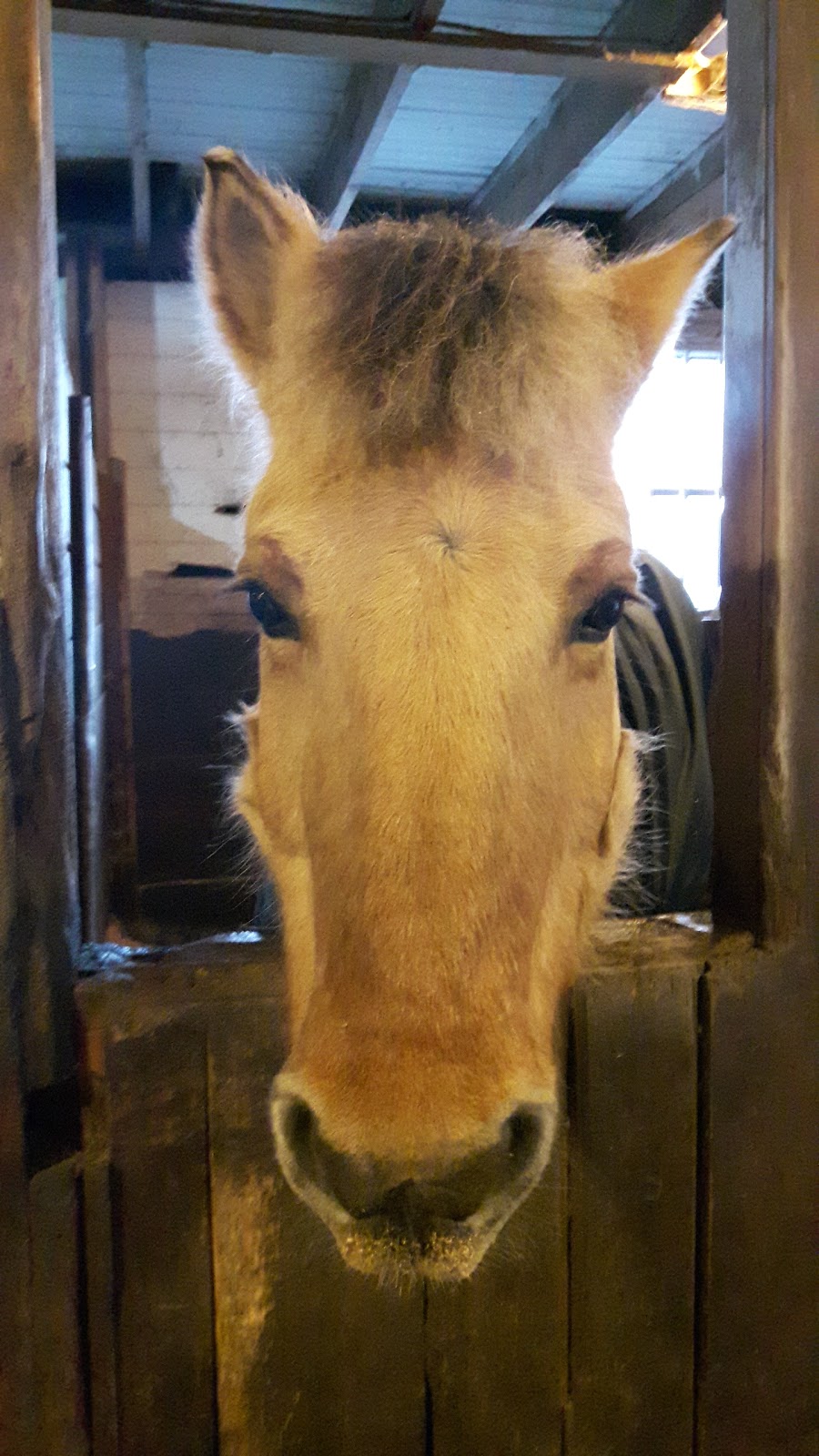 Cowichan Therapeutic Riding Association | 1843 Tzouhalem Rd, Duncan, BC V9L 5L6, Canada | Phone: (250) 746-1028
