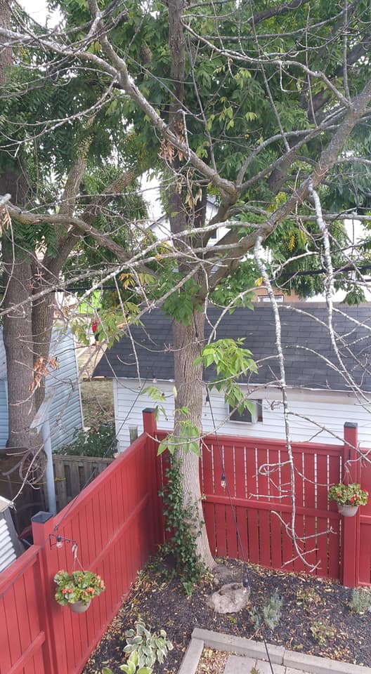 Tree Masters | 1476 Hwy 5 W, Troy, ON L0R 2B0, Canada | Phone: (905) 923-0994