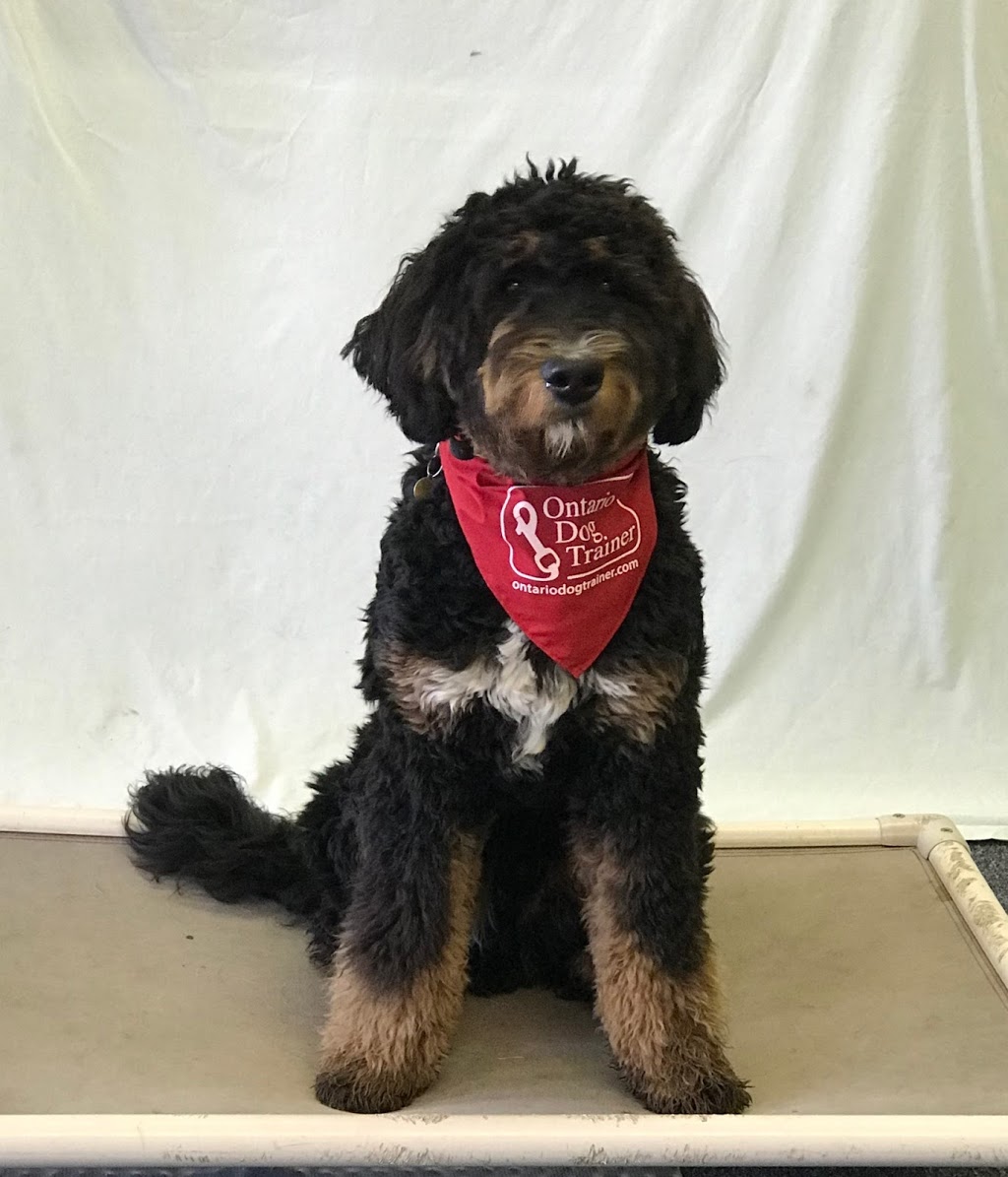 The Ontario Dog Trainer | 814 Lifford Rd, Bethany, ON L0A 1A0, Canada | Phone: (705) 277-1503