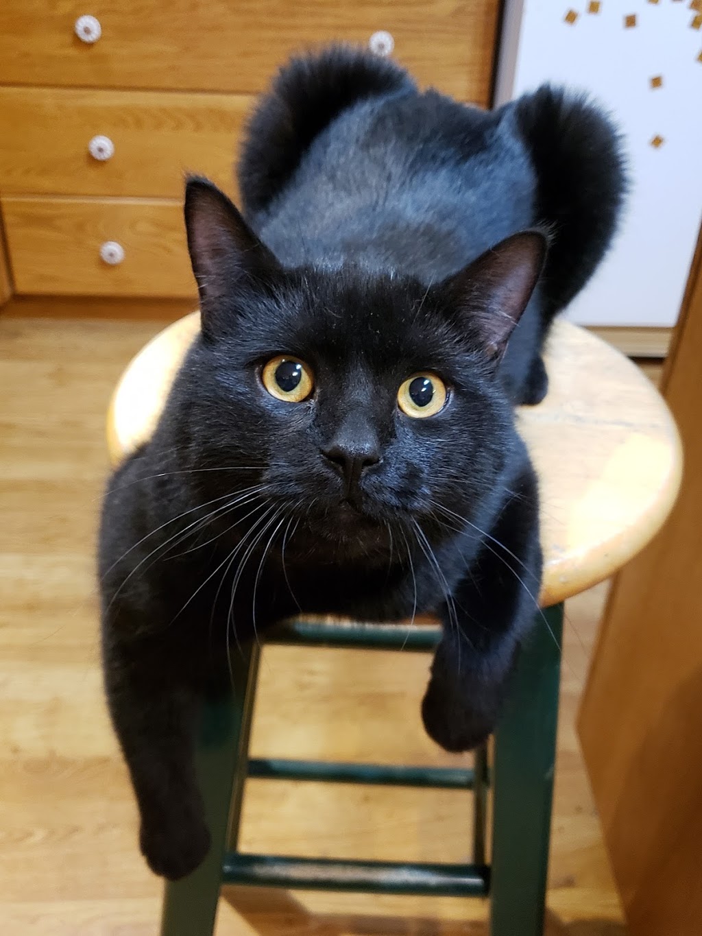 Purr Inn | 240077, Range Rd 240, Strathmore, AB T1P 1J6, Canada | Phone: (403) 901-4333