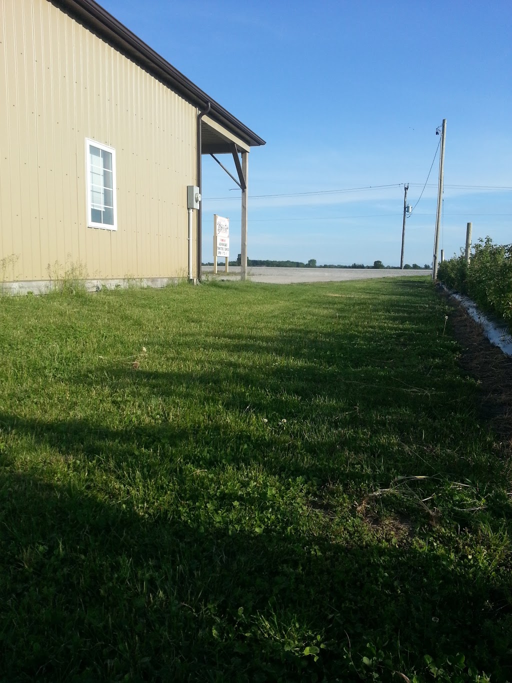 Raymonts Berry Farm | 445 Essex Road 14, Cottam, ON N0R 1B0, Canada | Phone: (519) 839-5422