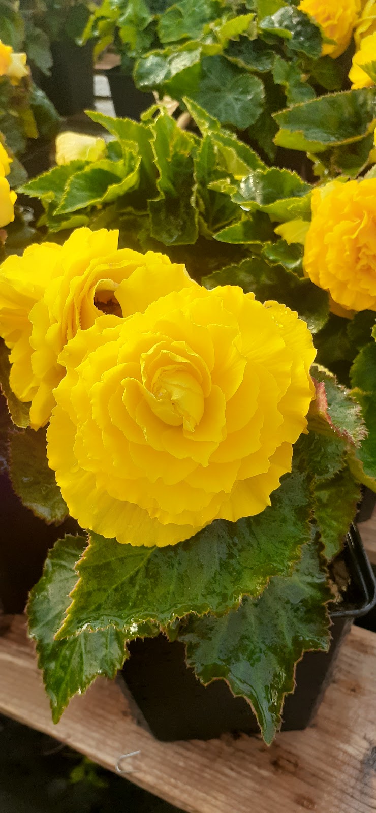 York Greenhouses & Garden Centre | 618 RTE 25, York, PE C0A 1P0, Canada | Phone: (902) 566-1503