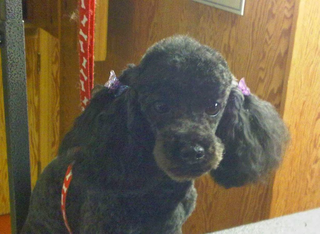 Nice N Neat Pet Grooming | 53 London Rd, Hensall, ON N0M 1X0, Canada | Phone: (226) 448-2623