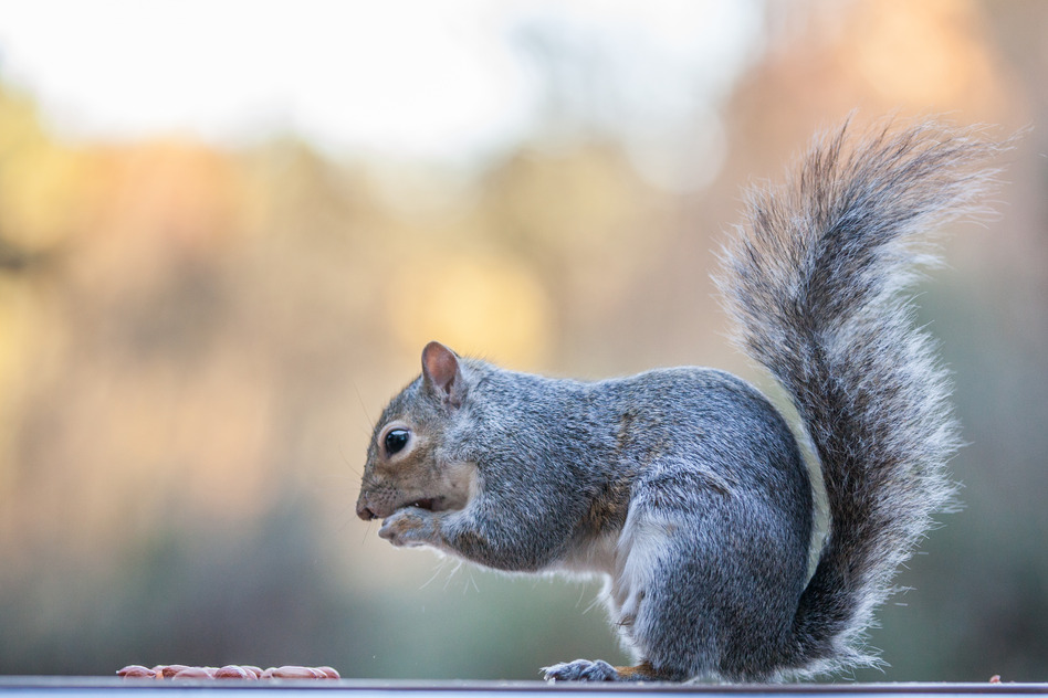 A.F.E Nuisance Wildlife Control | 1211 Lake Shore Rd, Chazy, NY 12921, USA | Phone: (518) 524-5240