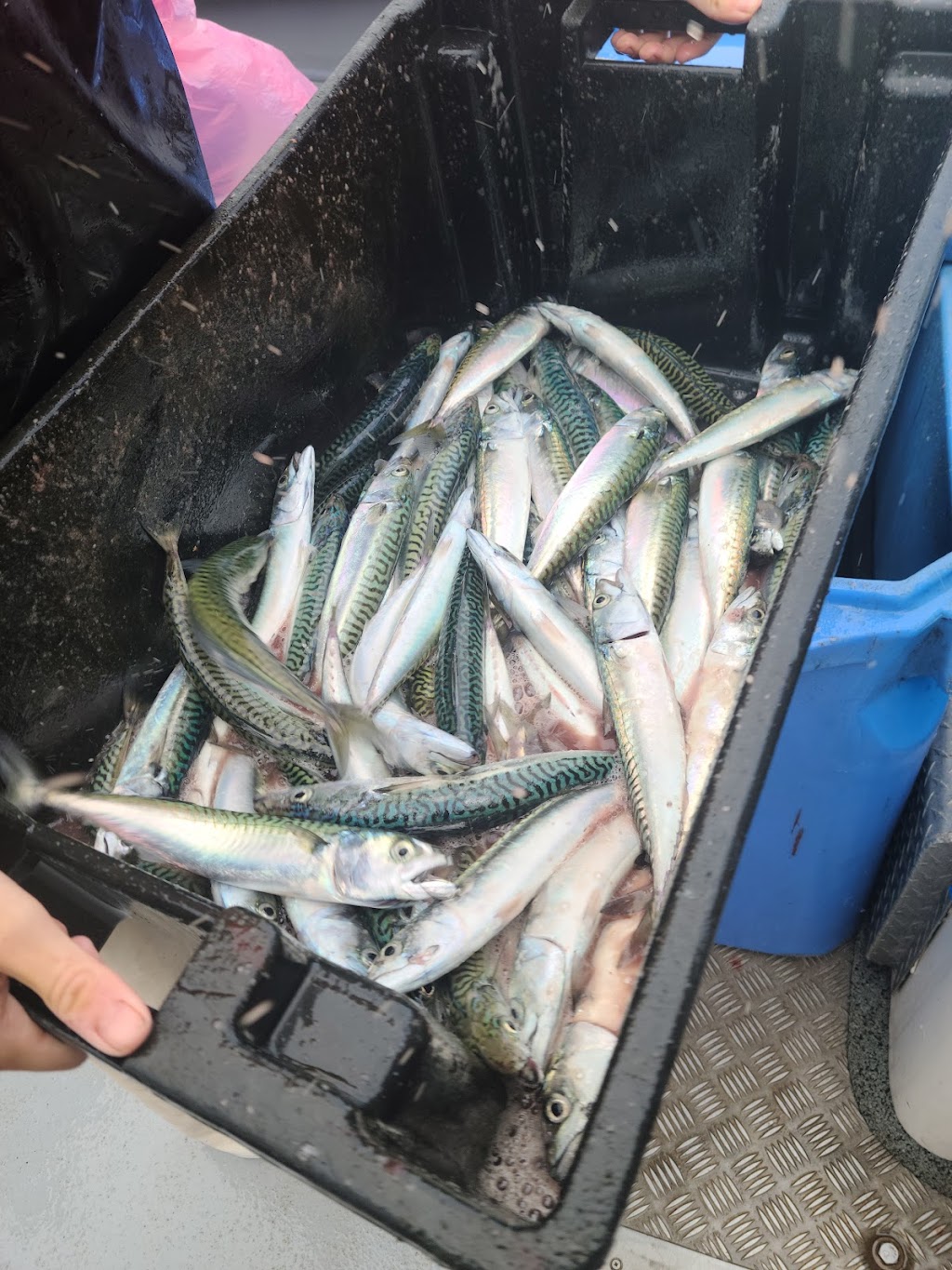 Joeys Deep Sea Fishing | 52 Harbourview Dr, North Rustico, PE C0A 1X0, Canada | Phone: (902) 963-2295