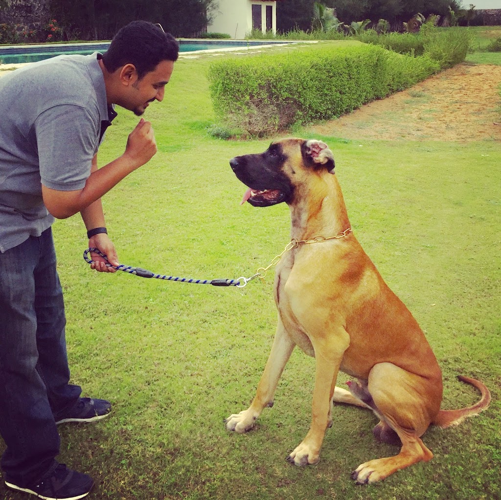 Wagabond Dog Training | 76 Bradbury Rd, Stoney Creek, ON L8J 0E4, Canada | Phone: (437) 778-9127