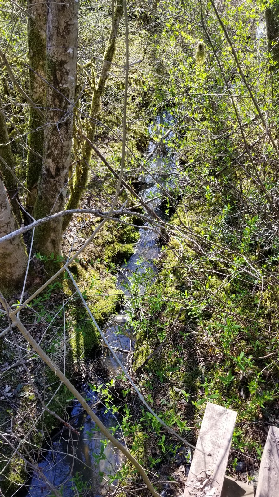 Tynehead Dog Park | 10017 168 St, Surrey, BC V4N 4B5, Canada | Phone: (604) 520-6442