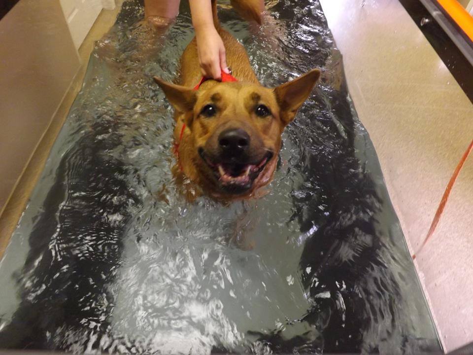 Sears Animal Hospital & Pet Rehabilitation | 87 Wharncliffe Rd S, London, ON N6J 2K2, Canada | Phone: (519) 661-0496