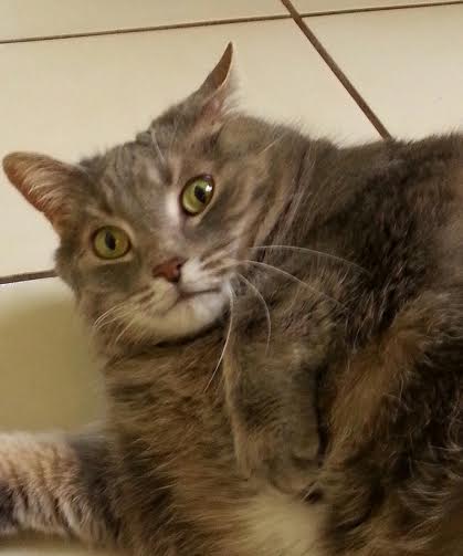 Aldershot Animal Hospital | 475 Enfield Rd, Burlington, ON L7T 2X5, Canada | Phone: (905) 632-2211