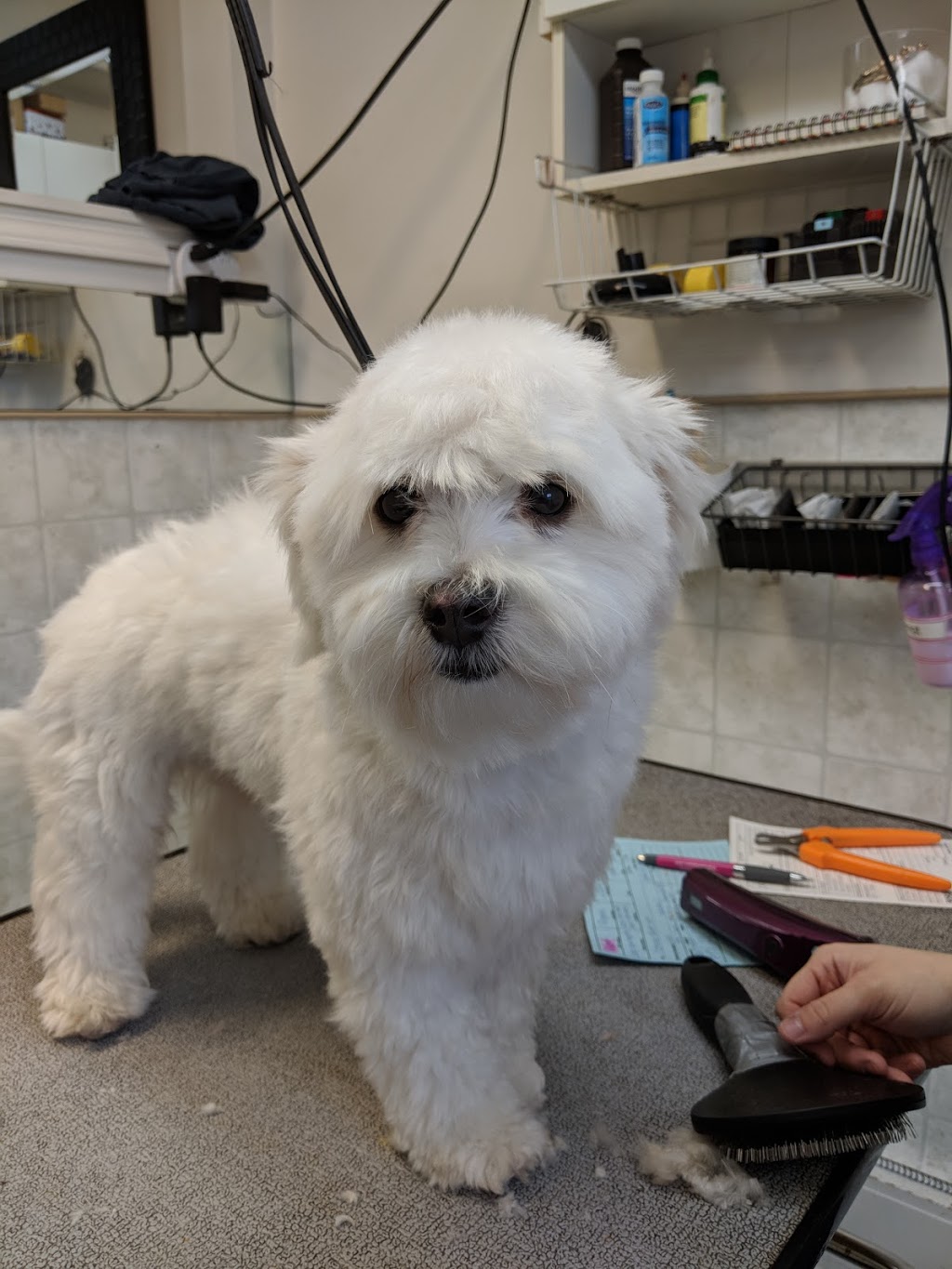 Happy Hound Dog Grooming Dog Daycare | 4408 Boban Dr, Nanaimo, BC V9T 5V9, Canada | Phone: (250) 756-0340