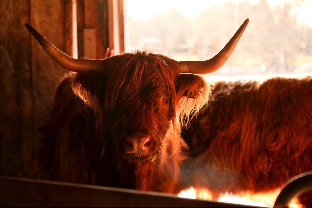 Flycreek Farm | 9887 Flycreek Rd, North Augusta, ON K0G 1R0, Canada | Phone: (613) 246-1884