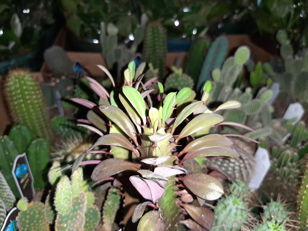 Bayview Flowers Ltd. | 3764 Jordan Rd, Jordan Station, ON L0R 1S0, Canada | Phone: (905) 562-7321