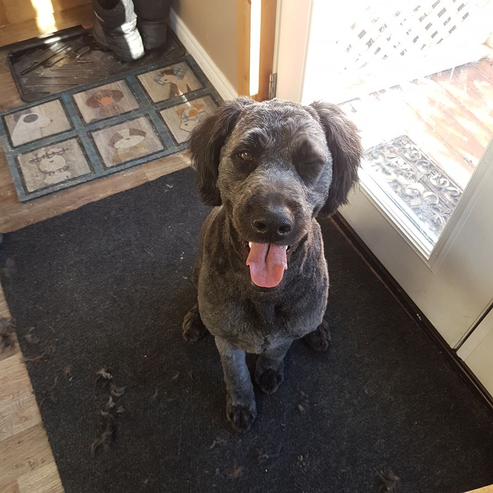 PetSmart | 544 Bayfield St, Barrie, ON L4M 5A2, Canada | Phone: (705) 739-1270