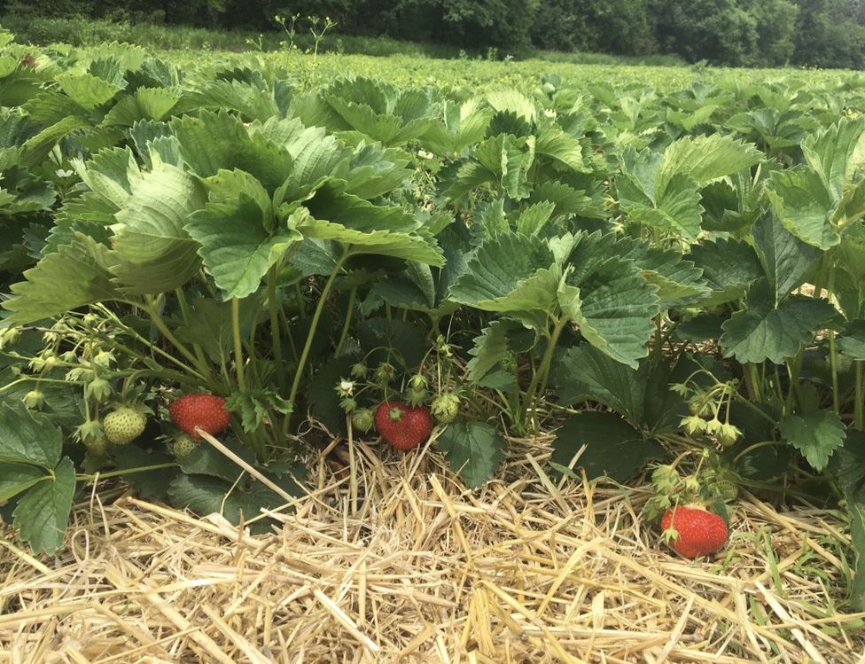 Trapper Bob Farm | 16864 Warden Ave., Newmarket, ON L3Y 4W1, Canada | Phone: (905) 836-6358