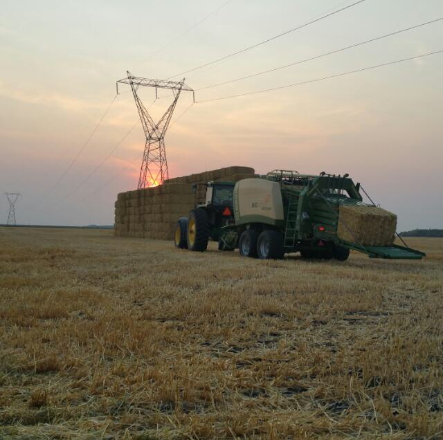 Goldenview Farms Ltd. | 23096 Rd 2 N, NW-7-1-4-W RM of Stanley Box 288 RR2, Morden, MB R6M 2A1, Canada | Phone: (204) 362-4874