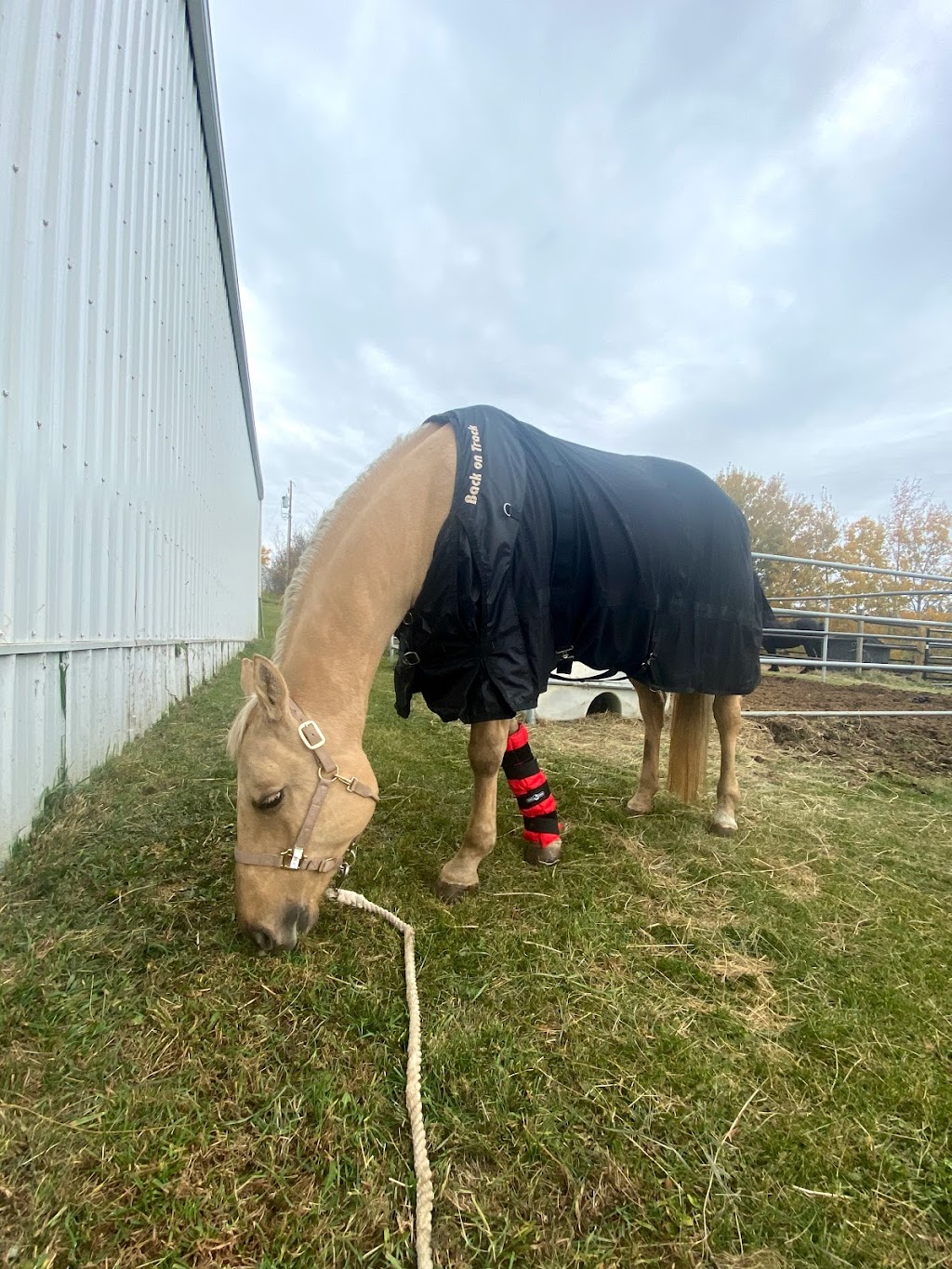 empire equestrian | 21239 Township Rd 524, Ardrossan, AB T8G 2E9, Canada | Phone: (780) 719-0400