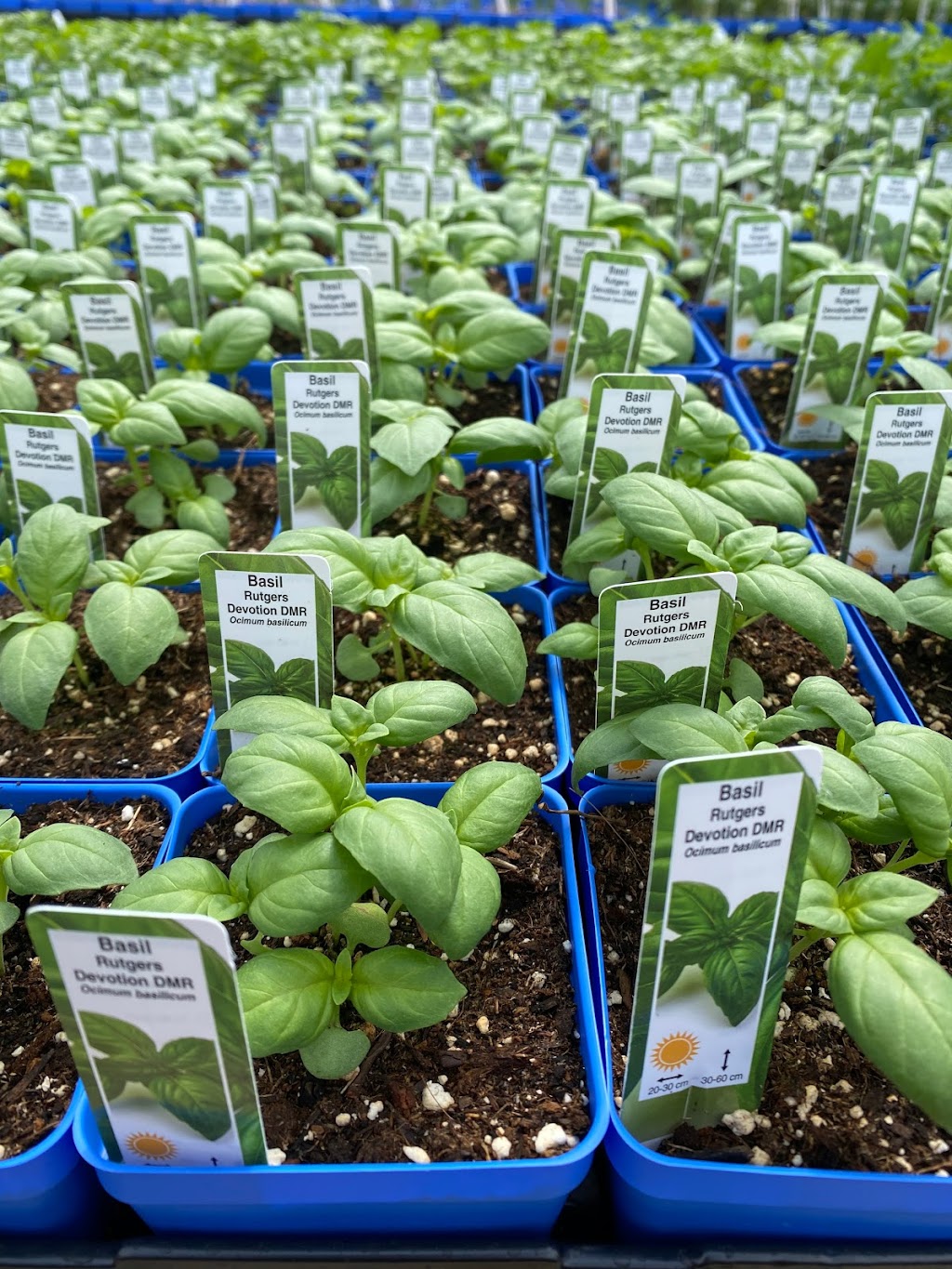 Greens Creek Organic Nursery | 2391 Pépin Ct, Gloucester, ON K1B 4Z3, Canada | Phone: (613) 663-4820