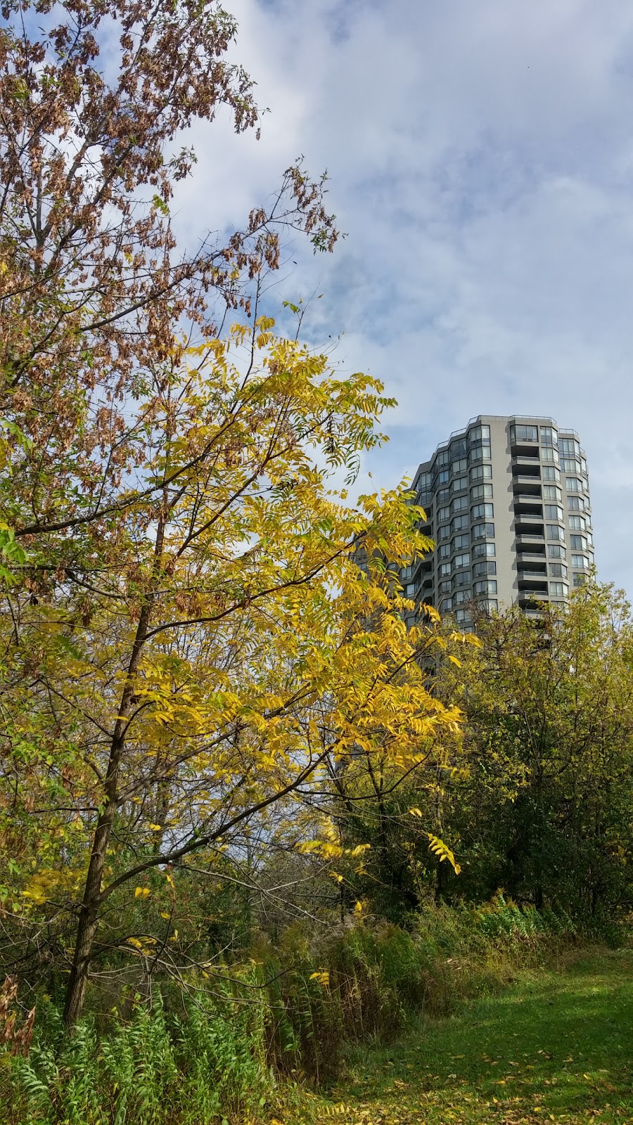 Ron Watson Park | 140 Bonis Ave, Scarborough, ON M1T 3W6, Canada | Phone: (416) 338-4386