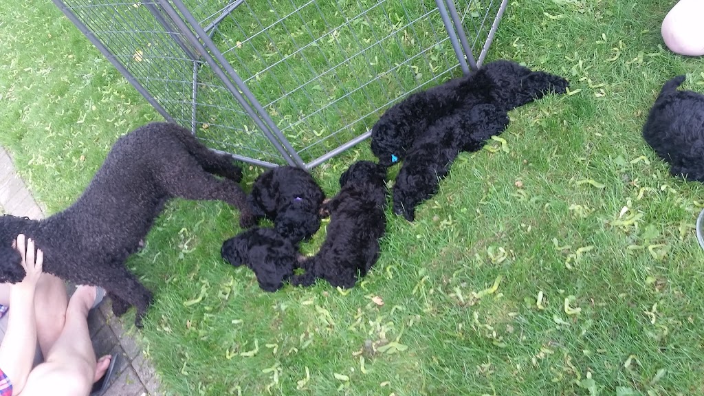 Willow Creek Water Dogs | Elmira, ON N3B, Canada | Phone: (519) 827-0950