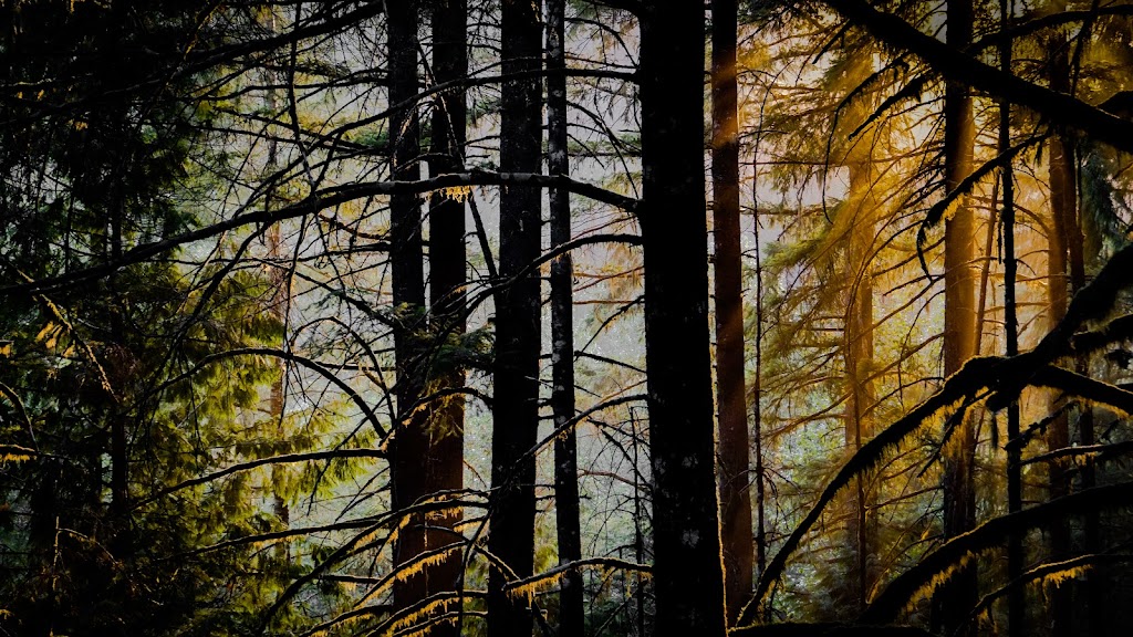 WesTimber Contracting | 2805 10th Ave, Port Alberni, BC V9Y 2N8, Canada | Phone: (250) 692-9518