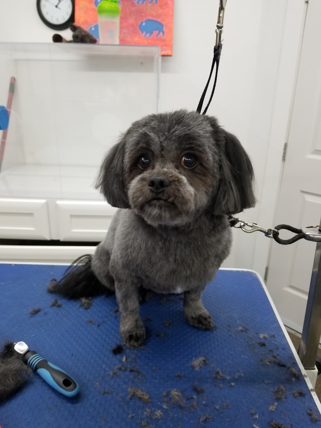 ​Prairie Valley Pet Services | 160 Broadway St W Back Lane Entrance, Fort QuAppelle, SK S0G 1S0, Canada | Phone: (306) 331-7778