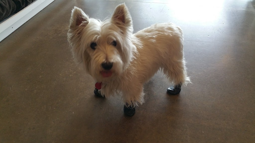Bark & Fitz Dog & Cat | 2500 Appleby Line, Burlington, ON L7L 0A2, Canada | Phone: (905) 335-7036