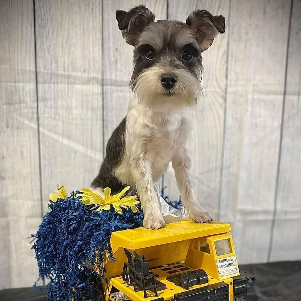 The Pet Parlour | 86 Boulder Blvd Bay 110, Stony Plain, AB T7Z 1V7, Canada | Phone: (780) 898-3720