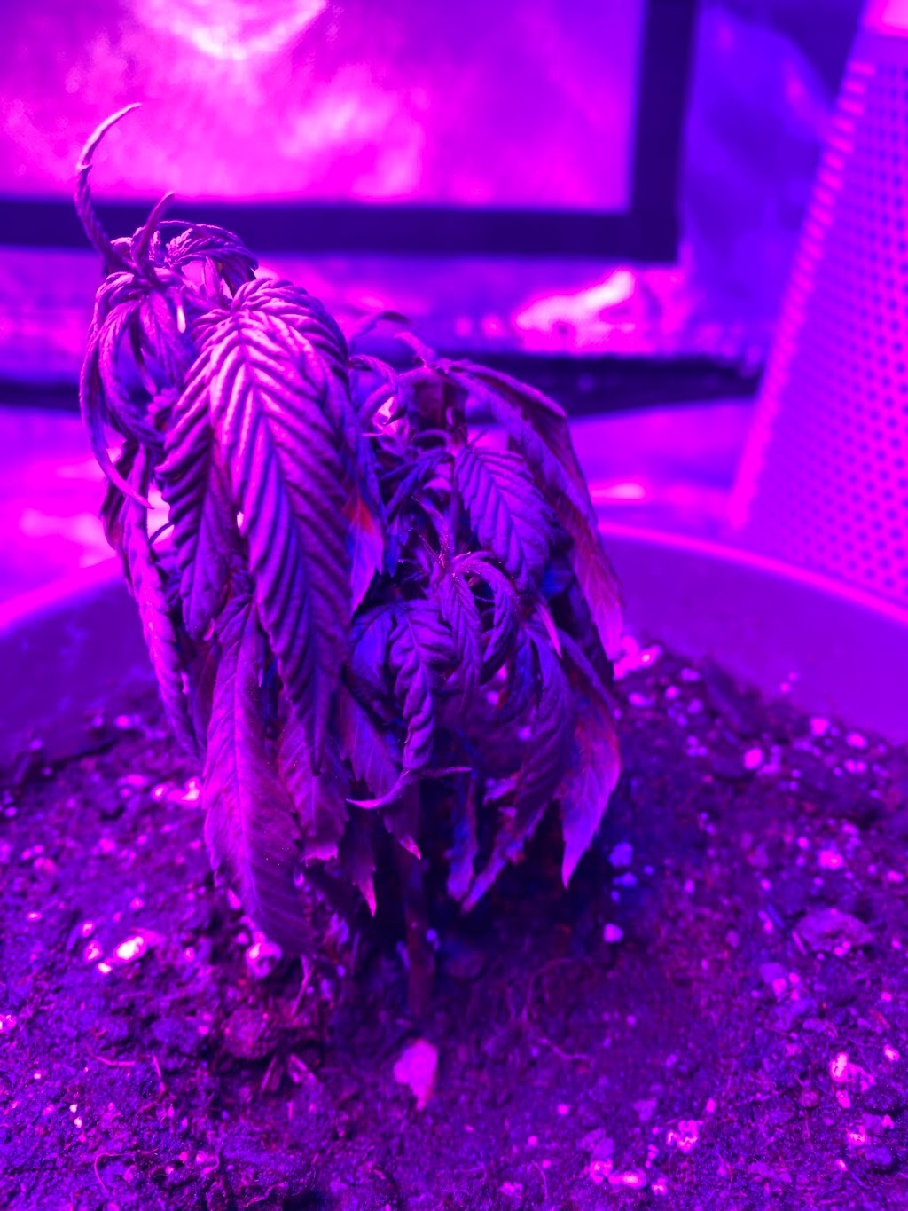 Growers World | 1775 Danforth Ave, Toronto, ON M4C 1J1, Canada | Phone: (437) 242-7732