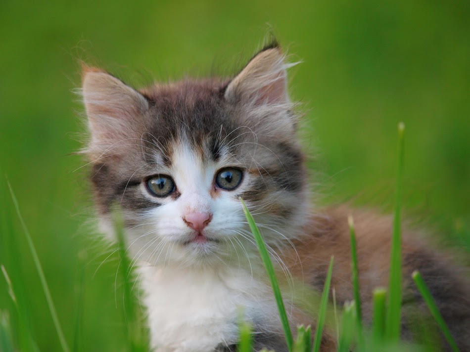 Chaparral Veterinary Clinic | 220 803 Chaparral Dr SE, Calgary, AB T2X 0E5, Canada | Phone: (403) 769-1442