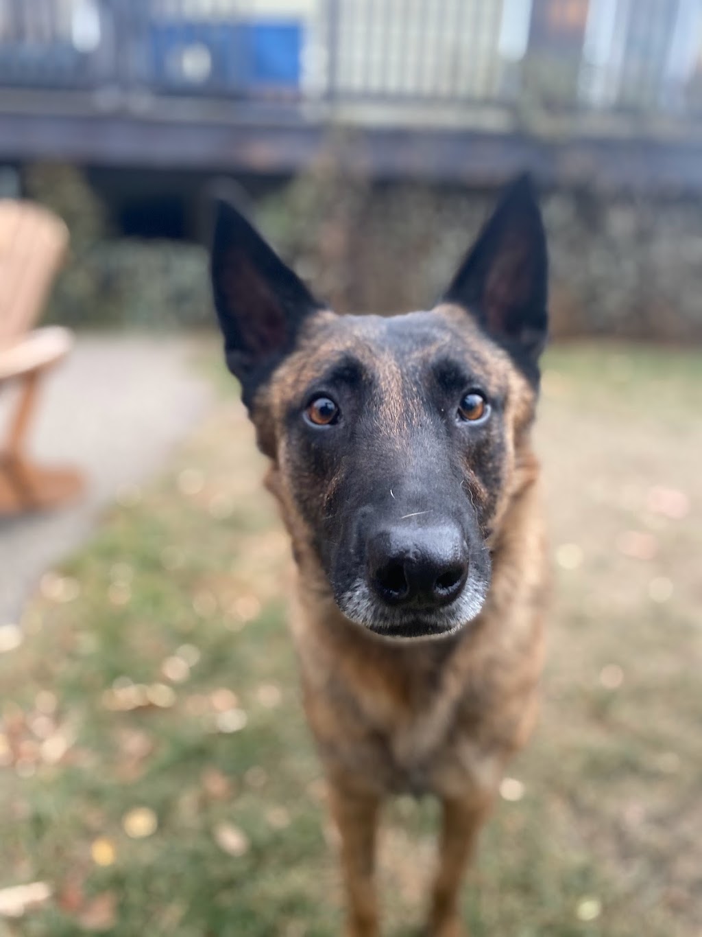 Chinook K9 | 3313 77 St NW, Calgary, AB T3B 4X9, Canada | Phone: (403) 715-0499