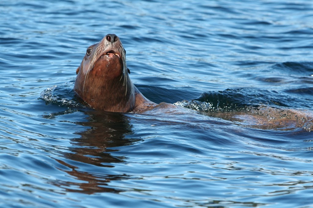 Ocean Pro Divers | 3189 King George Blvd #2, Surrey, BC V4P 1B8, Canada | Phone: (604) 538-5608