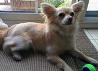 Doggy Go Go | 1590 Applewood Rd, Mississauga, ON L5E 2M3, Canada | Phone: (416) 707-8794