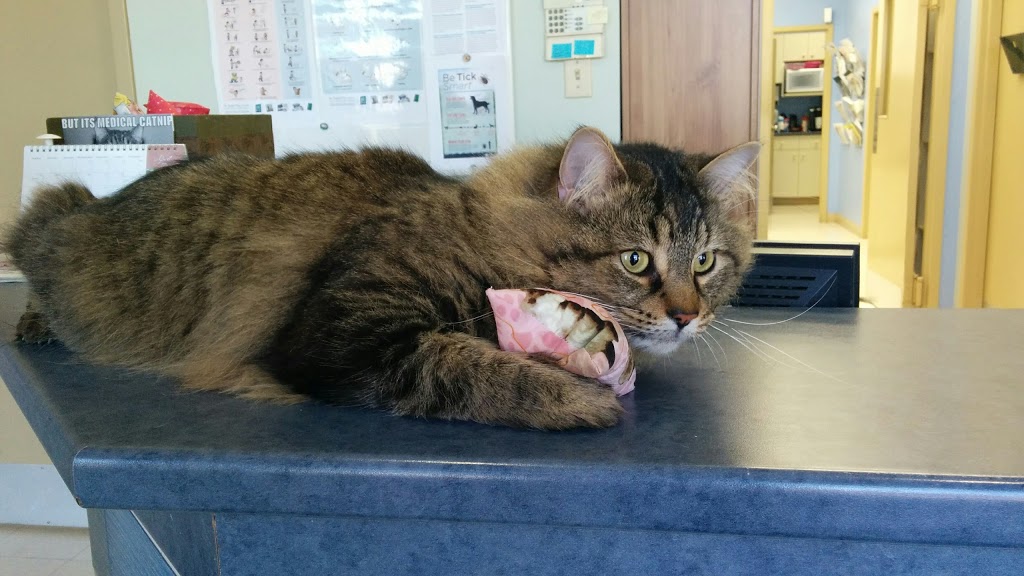 Queensway West Animal Hospital | 60 Colchester Square, Kanata, ON K2K 2Z9, Canada | Phone: (613) 271-8387