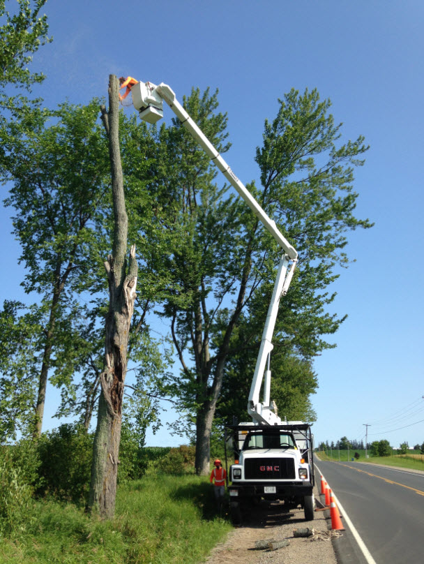 Pro Tree Service | 8071 4 Line, Angus, ON L0M 1B0, Canada | Phone: (705) 424-1141