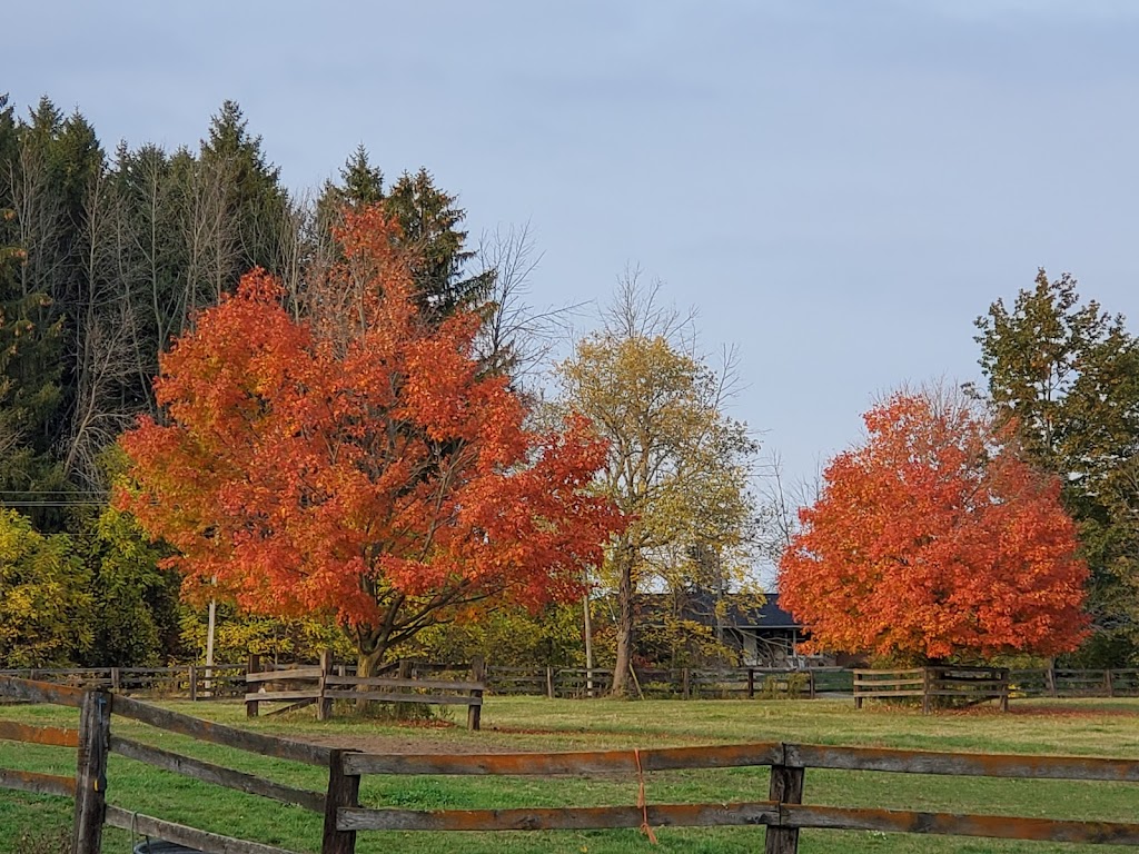 Blue Heron Equestrian | 1880 Concession 4 W, Troy, ON L0R 2B0, Canada | Phone: (905) 717-5027
