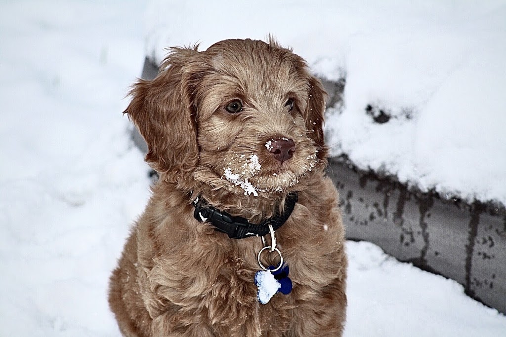 Pets in the Country | 67 Concession Rd 6 E, Millgrove, ON L8B 1L9, Canada | Phone: (905) 807-7902