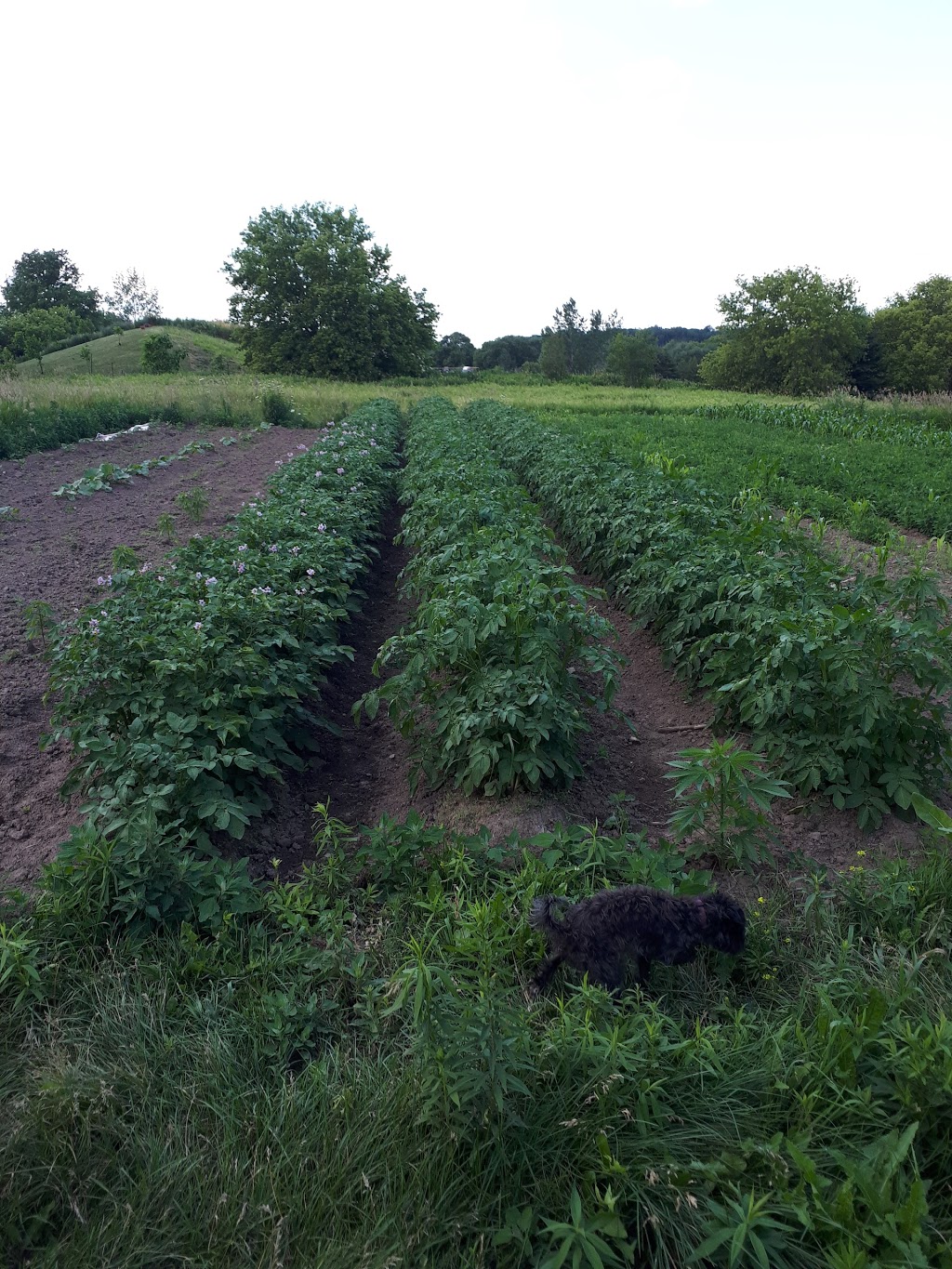 Stone-Tool-Seed | 372 Harley Rd, Harley, ON N0E 1E0, Canada | Phone: (226) 966-3382