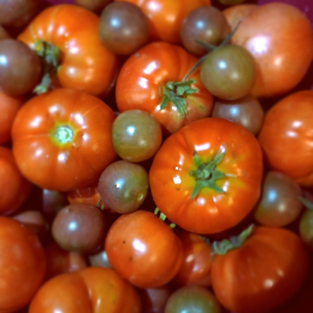 Les 4 piments, ferme maraîchère inc. | 480 Chem. Townline, Cookshire-Eaton, QC J0B 1M0, Canada | Phone: (514) 927-6912