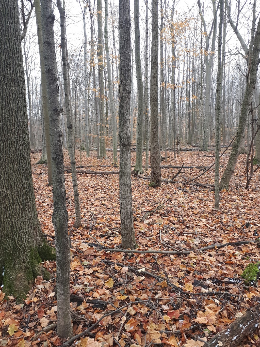 Schmidt Woods | Baden, ON N3A 0C4, Canada