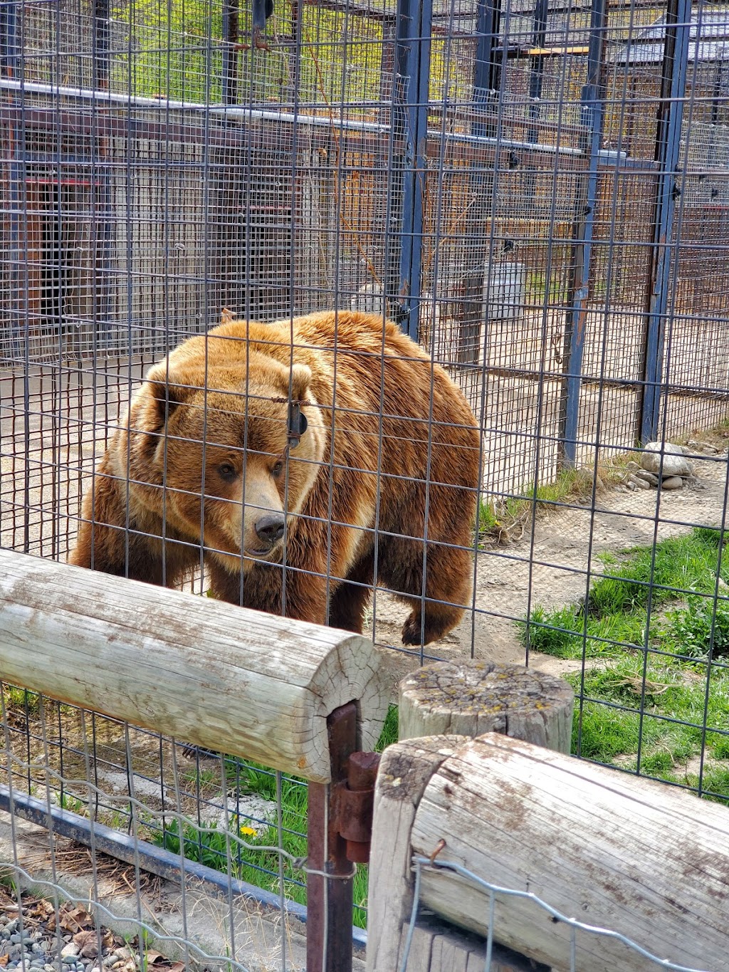 BC Wildlife Park | 9077 Dallas Dr, Kamloops, BC V2C 6V1, Canada | Phone: (250) 573-3242