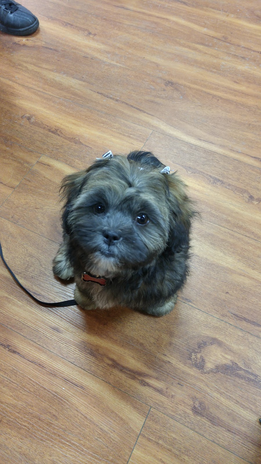 Pet Valu | 603 Bank St, Ottawa, ON K1S 3T4, Canada | Phone: (613) 233-4477