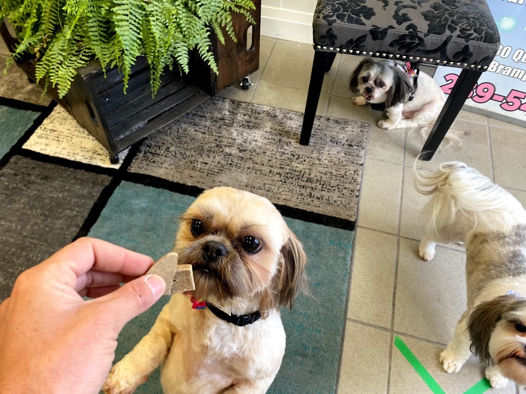 UR FUREVER GROOM | 130 Queen St E Unit #5, Brampton, ON L6V 1B1, Canada | Phone: (289) 544-6804