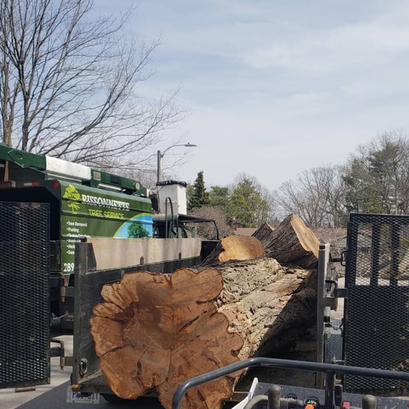 Bissonnette Tree Service | 1175 Haldibrook Rd, Caledonia, ON N3W 1N5, Canada | Phone: (289) 683-5408