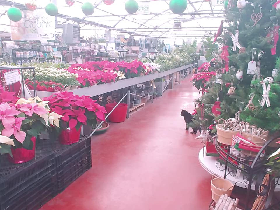 Homestead Nurseryland & Florist | 31888 Marshall Rd, Abbotsford, BC V2T 5Z9, Canada | Phone: (604) 854-6601