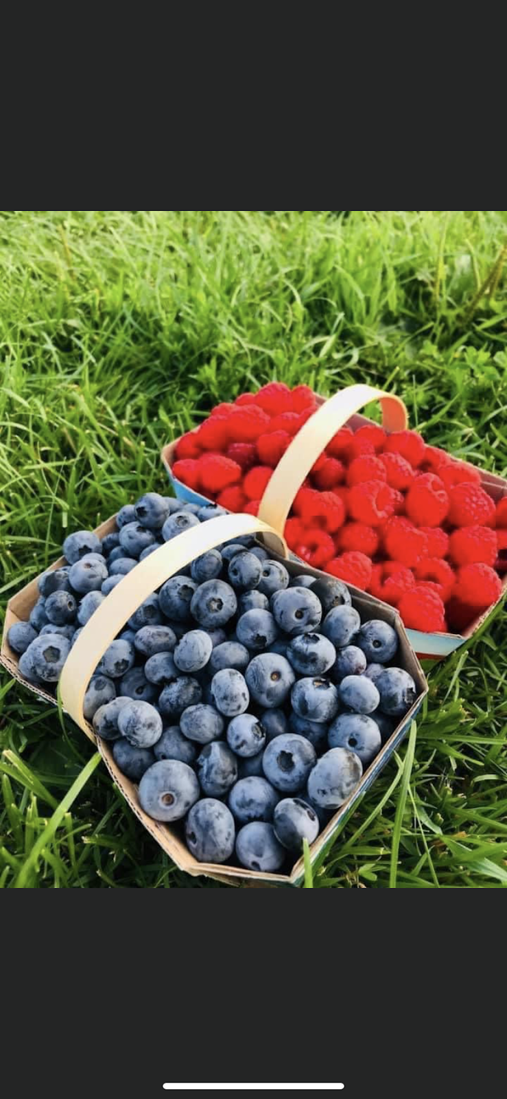 ferme aux petits fruits | 292 Rang de la Rivière Blanche, Saint-Alban, QC G0A 3B0, Canada | Phone: (418) 283-2878