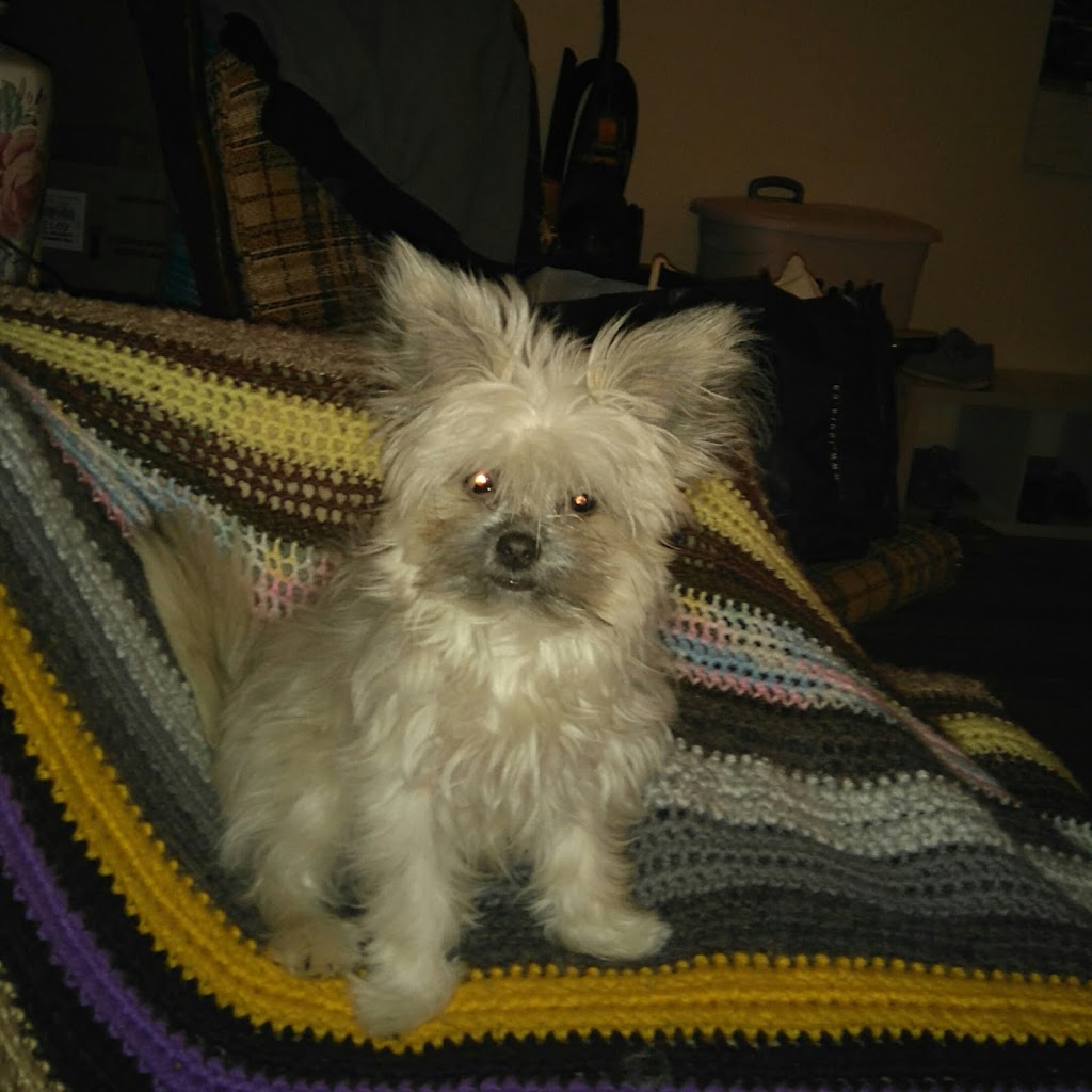 Spaw 4 Paws | 1327 Montreal St, Kingston, ON K7K 3L7, Canada | Phone: (613) 531-4262