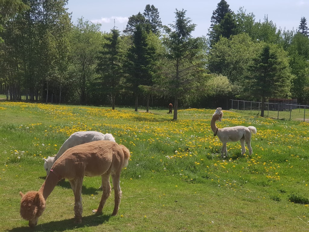 Alpaga Bersi | 2022 Rte Sainte-Geneviève, Canton-Tremblay, QC G7H 5B2, Canada | Phone: (418) 690-0896