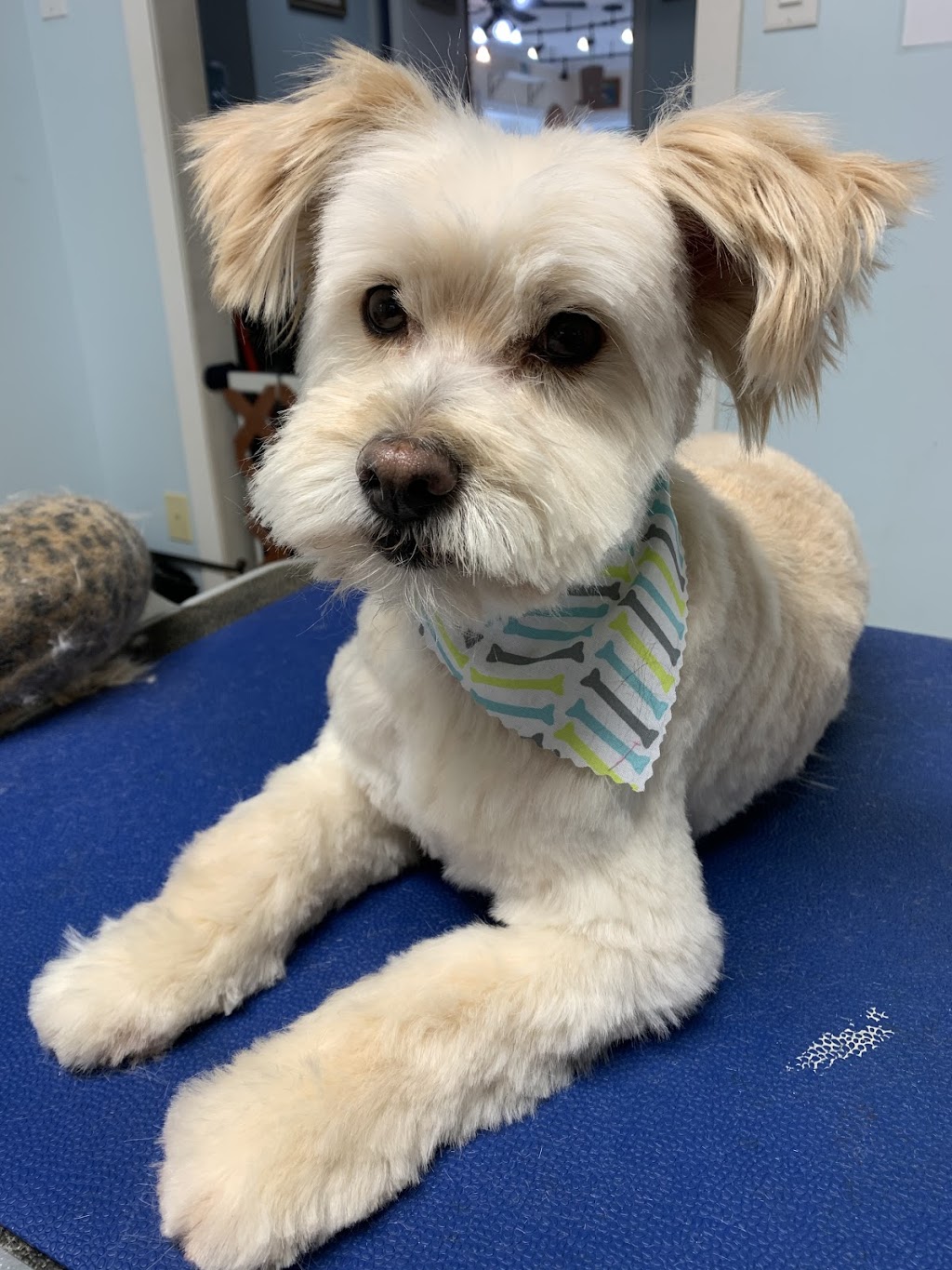 Joyful Tails Grooming Salon | 7475 Lantzville Rd, Lantzville, BC V0R 2H0, Canada | Phone: (250) 619-8115